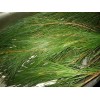 Maine Forest & Farm 4oz MAINE DRIED EASTERN WHITE PINE