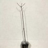 Shrub 2 Dappled Willow Trees/Shrubs - 6-12" Tall Seedlings -