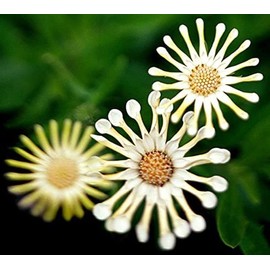 Rare Purple Reincarnation Daisy Flower 100 Seed for Planting