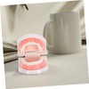 KICHOUSE Standard Size Dentals Model Tooth and Visible for Teaching
