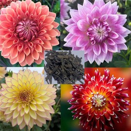 zellajake Rare Flower Seeds 100+ Pcs Dahlia Seeds Compound Petals Multi-Color Mixed