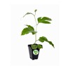 Passiflora 'Frederick' - Edible Purple Passion Flower Fruit Vine -