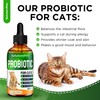 Probiotics for Cats for Digestive Support – Cat Probiotics for