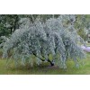 CZ Grain Russian Olive Tree Seeds Elaeagnus angustifolia 10 Seeds