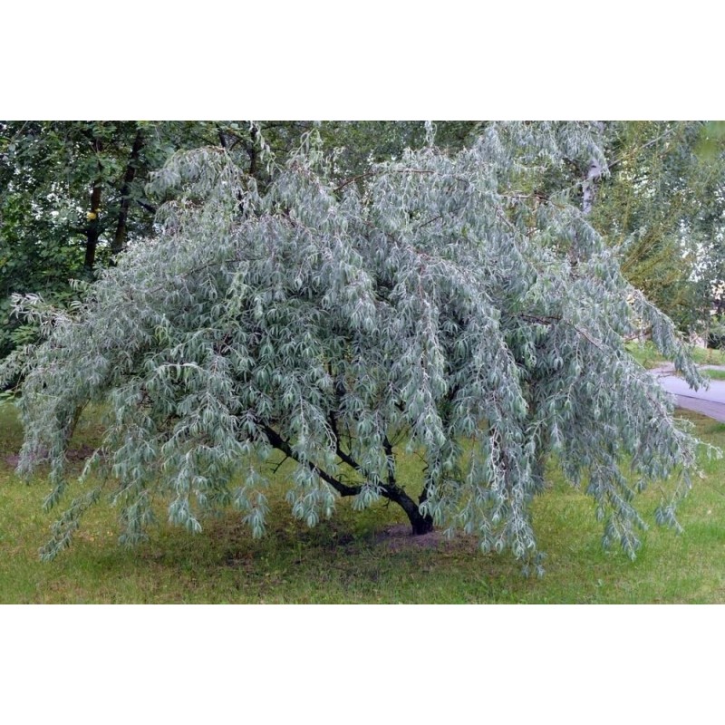 CZ Grain Russian Olive Tree Seeds Elaeagnus angustifolia 10 Seeds
