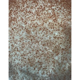 Daphnia 200+ Live Daphnia Magna Culture Live Food Freshwater FREE PRIORITY SHIPPING