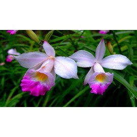 Bamboo Orchid Root Tropical Hawaiian Indoor Starter