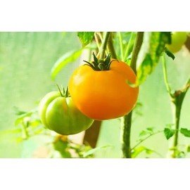 Fresh 100++ Organic  Golden JUBILEE TOMATO SEEDS HEIRLOOM - Hột cà chua -2024 Season