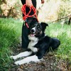 ZippyPaws Climbers Rope Heavy Duty Dog Leash - Thick Leashes