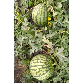 TomorrowSeeds Yellow Petite Watermelon Seeds | Heirloom Mini Personal Dwarf Melon Seed 2025 - 60+ Count