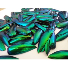 Jewel Beetle Elytra Green Wings Sternocera Aequ Natural Taxidermy Fashion Design 100 pcs.