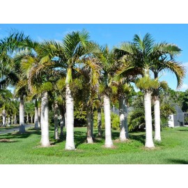Buy Rare Seeds Hyophorbe verschaffeltii | Spindle Palm | 10_Seeds