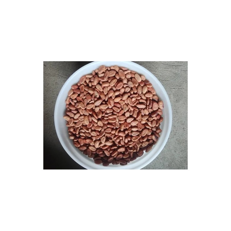 6 Kilos De Cacao Seco Grano Agroecologico Comalcalco Tabasco
