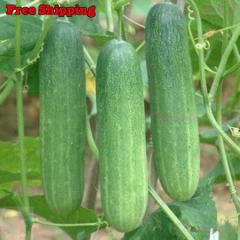 Treevale Cucumber Seeds, Asia Summer Cucumber Seeds | NON-GMO, Organic - 80 Seeds No Tracking