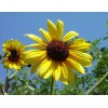 Buy Rare Seeds Helianthus annuus | Common Sunflower | 50_Seeds