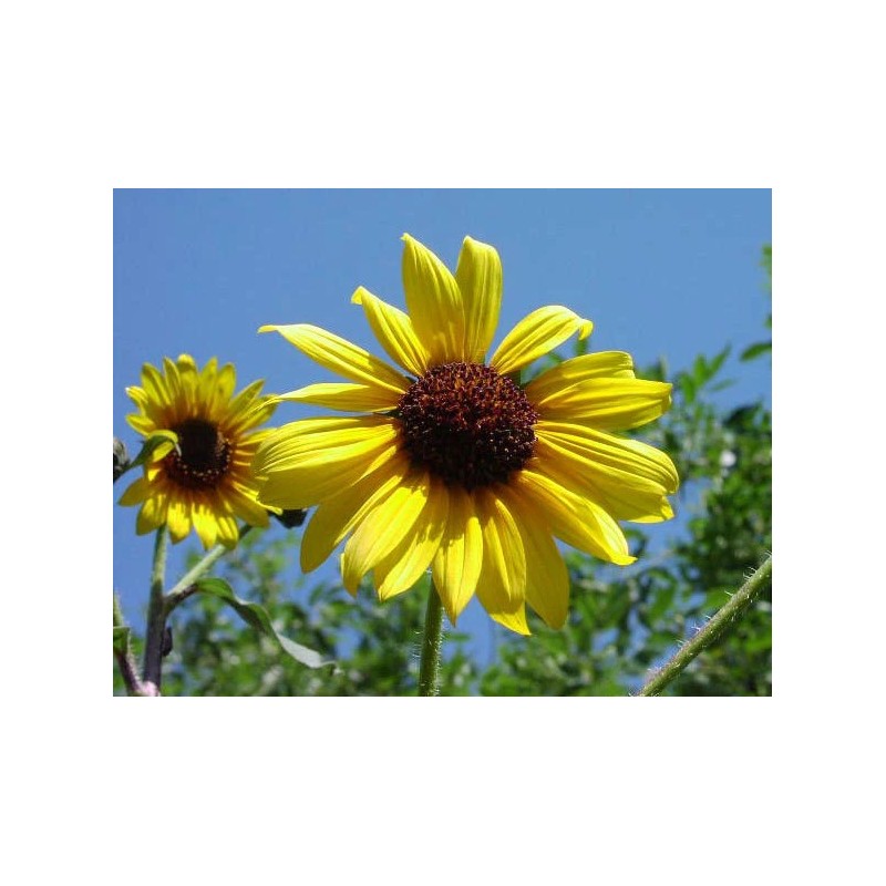 Buy Rare Seeds Helianthus annuus | Common Sunflower | 50_Seeds