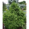 Dwarf Norway Spruce Mucronata 1 - Year