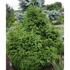 Dwarf Norway Spruce Mucronata 1 - Year