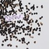 Fairy7Seas Larkspur Seeds - Delphinium Consolida - Lilac Spire -