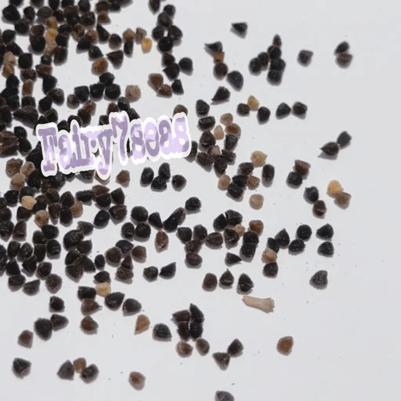 Fairy7Seas Larkspur Seeds - Delphinium Consolida - Lilac Spire -