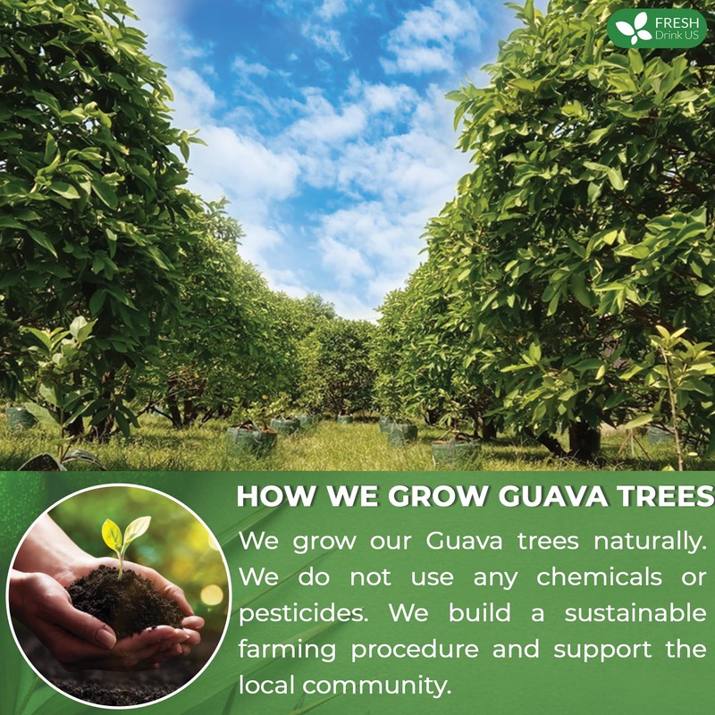 FreshDrinkUS, Premium 135 Guava Leaf Tea Bags, Handmade, From Great