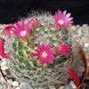 Mammillaria bocasana v. rosalviflora Cacti Cactus Succulent Real Live Plant