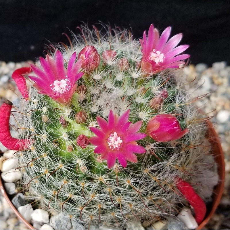 Mammillaria bocasana v. rosalviflora Cacti Cactus Succulent Real Live Plant