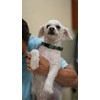 Dr. Jeff Werber Chill Chews for Dogs - Soft Chew