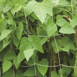 Burpee Garden Trellis | Nylon Net | 5' X 15', White