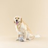 Fringe Studio "Pulling You in Painted Gingham 3D Canvas Dog