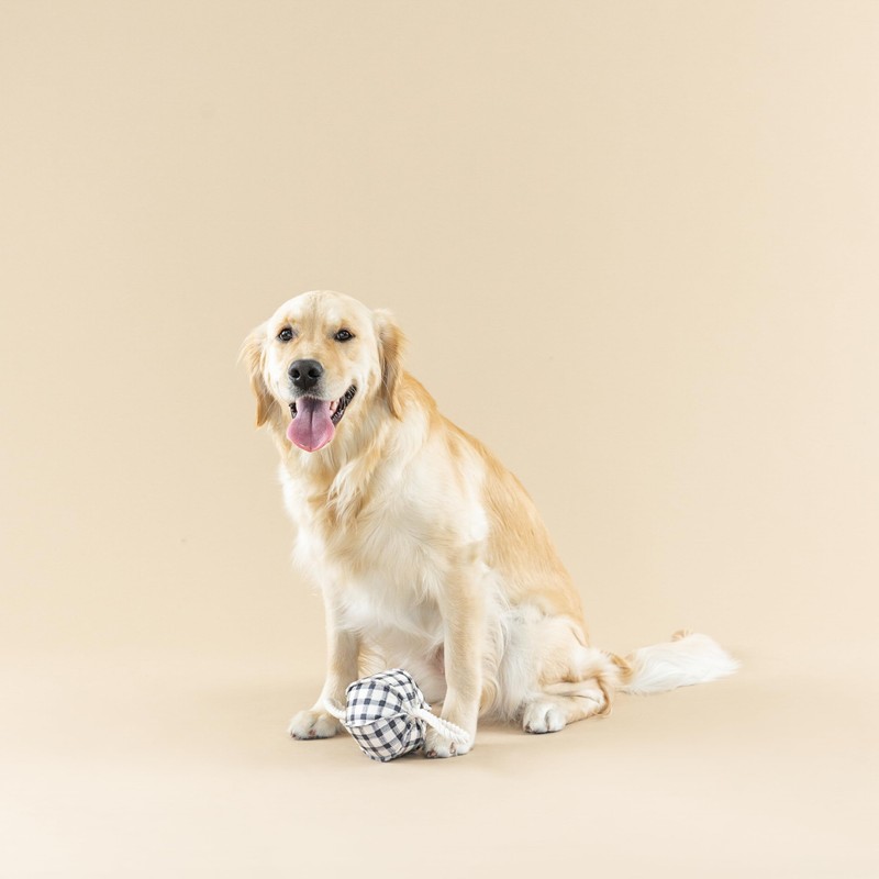 Fringe Studio "Pulling You in Painted Gingham 3D Canvas Dog