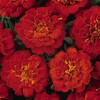 Marigold Seeds - Durango Series - Red - 100 Seed