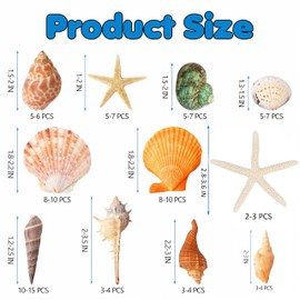 Mixed Ocean Sea Shells with Natural Starfish +70Pcs (3–9CM) – Assorted Beach Seashells for Vase Fillers, DIY Crafts, Wedding & Home Decorations, Fish Tank & Beach-Themed Party Decor