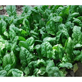 200+ Spinach Seeds- Giant Noble- Heirloom Variety by Ohio Heirloom Seeds
