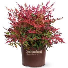 Blooming & Beautiful - Obsession Nandina - 3 gal - Southern Living - Evergreen Shrub - Red Colored Foliage - Compact Growing - Zones 6-10 - Nandina domestica 'Seika' PP21891-3 Gallon Pot