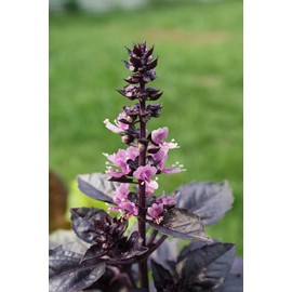TomorrowSeeds - Dark Opal Purple Basil Seeds - 1000+ Count - For 2025 Planting Heirloom Non-GMO Thai Red Rubin Asian Bouquet Vietnamese Pho Herbs Garden Vegetable Grow Your Own Home Farm Patio Healthy