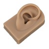 3D Nose and Mouth Model Silicone Ear Model Simulation Display