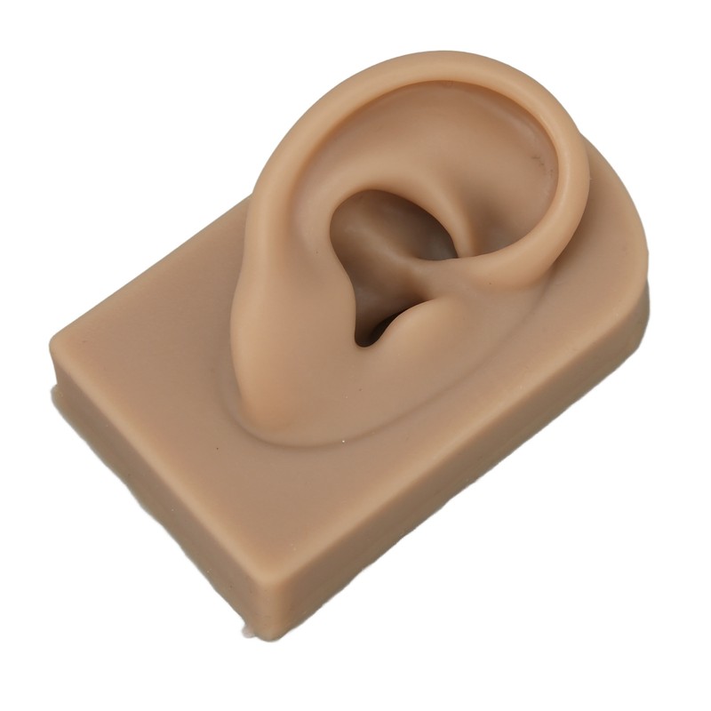 3D Nose and Mouth Model Silicone Ear Model Simulation Display