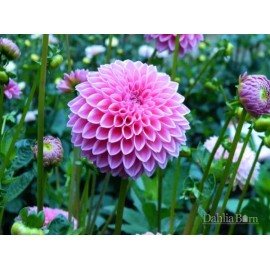 Toadstool Seeds 25 Sabrina Dahlia Seeds Flower Perennial Flowers Seed Flowering Bloom 1150 US