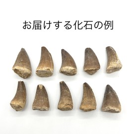 Tsukushi Science Mosasaurus Tooth Fossil Approximately 35mm Dinosaur Real Cretaceous Morocco