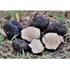 KIRA SEEDS - Black Truffle Mushrooms Spores - Heirloom -