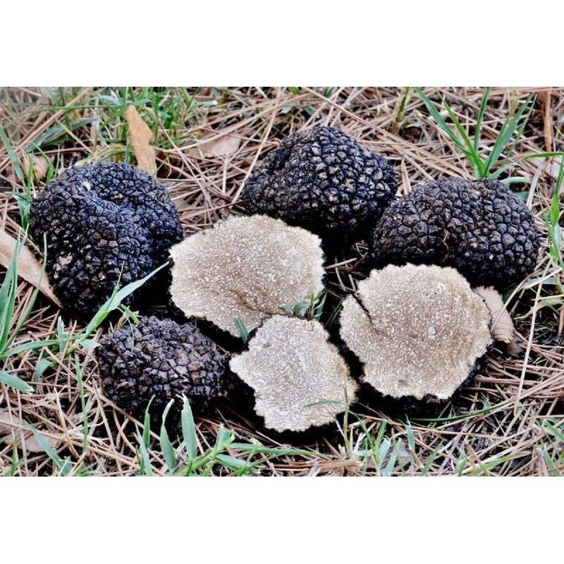 KIRA SEEDS - Black Truffle Mushrooms Spores - Heirloom -