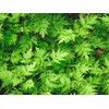 Fukuoka Prefecture Wormwood Tea, 2.5 oz (70 g), Made in