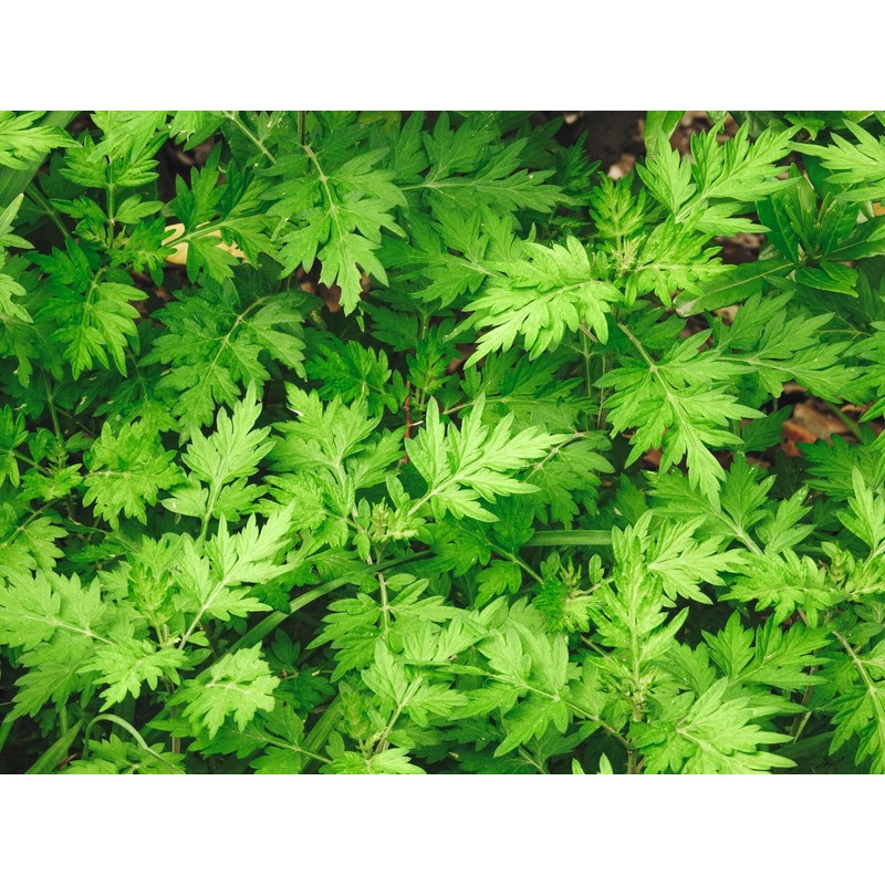 Fukuoka Prefecture Wormwood Tea, 2.5 oz (70 g), Made in