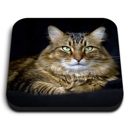 1 x Quadratischer Kühlschrankmagnet aus MDF – Tigerkatze Kätzchen Haustiere Tier 15586