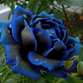 50+Rare Midnight Rose for Planting Outdoors -Beautiful Dark Blue Rose Rosa Seeds for Planting Stunning Flowering Plant for Arbors, Trellises
