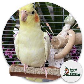 Sweet Feet and Beak Superoost Manzanita Pumice Pedicure Perch- Easy to Install Bird Cage Accessories for Healthy Feet, Nails and Beak - Natural Bird Perches Imitates Birds' Life in The Wild - S 8"