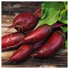 Everwilde Farms - 1 Oz Cylindra Beet Seeds - Gold
