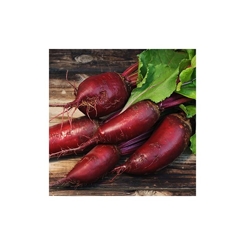 Everwilde Farms - 1 Oz Cylindra Beet Seeds - Gold