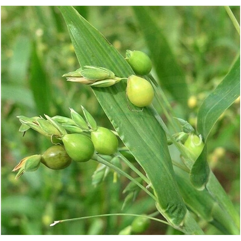 Seeds Job's Tears Coix Millet Annual Flowers for Planting